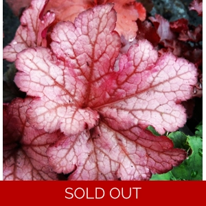 Heuchera 'Coral Berry' - Indian Summer Series